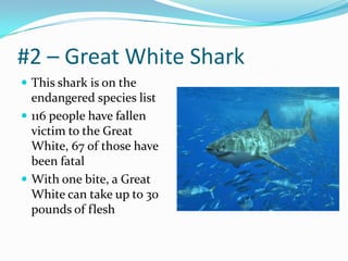 #2 – Great White SharkThis shark is on the endangered species list116 people have fallen victim to the Great White, 67 of those have been fatalWith one bite, a Great White can take up to 30 pounds of flesh