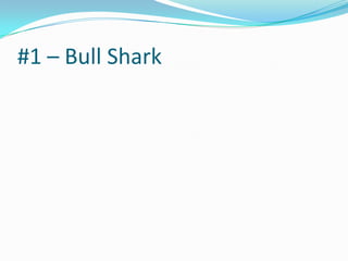 #1 – Bull Shark