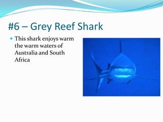 #6 – Grey Reef SharkThis shark enjoys warm the warm waters of Australia and South Africa
