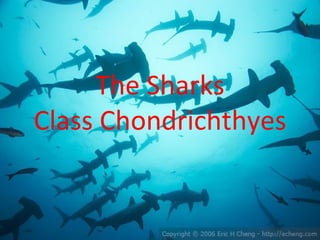 The Sharks
Class Chondrichthyes
 