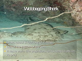 Wobbegong Shark Grows about 8 feet long (2.4mths). Lies at the bottom of the sea. It has a worm like projections on its head to attract its prey 