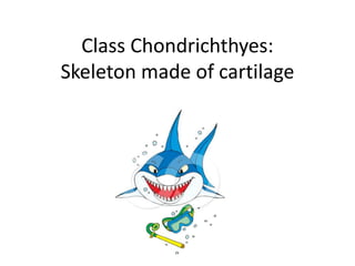 Class Chondrichthyes:
Skeleton made of cartilage
 