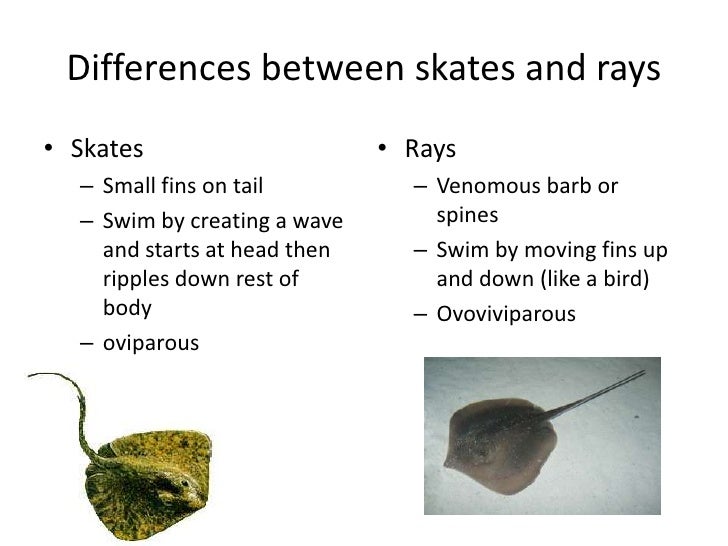 What group do sharks, rays and skates belong to?