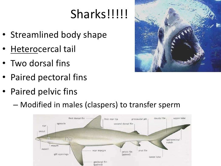 Sharks skates and rays skate fish diagram 