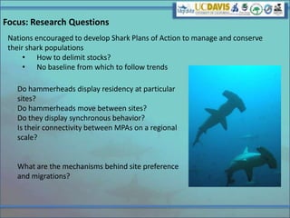 Shark tagging in the galapagos islands 2012 | PPT