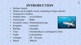 Shark meat production in Sri Lanka. | PPT
