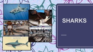 1
SHARKS
 