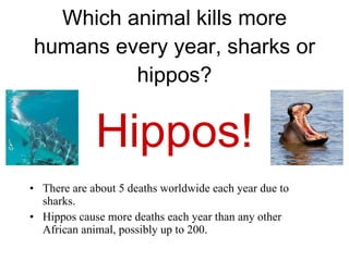 Shark Trivia 5th Grade Web | PPT