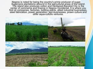 Negros is noted for being the country's prime producer of sugar.
Sugarcane plantations abound in the agricultural areas of the island.
The island also produces cotton and hardwood.Bacolod City is the
center of commerce and finance in Negros Occidental. It is where you
find oil companies, factories, bottling plants, allied industrial businesses,
steel fabrication, power generation, agri-businesses, prawn culture and
other aqua-culture ventures.
 