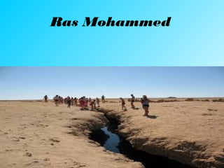 Ras Mohammed
 