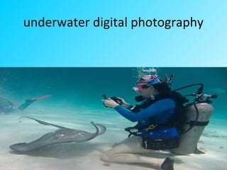 underwater digital photography
 