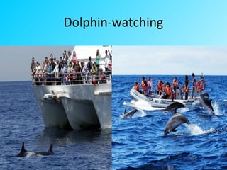 Dolphin-watching
 