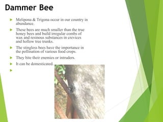  Melipona & Trigona occur in our country in
abundance.
 These bees are much smaller than the true
honey bees and build irregular combs of
wax and resinous substances in crevices
and hollow tree trunks.
 The stingless bees have the importance in
the pollination of various food crops.
 They bite their enemies or intruders.
 It can be domesticated.

 