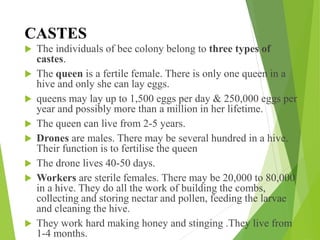 CASTES
 The individuals of bee colony belong to three types of
castes.
 The queen is a fertile female. There is only one queen in a
hive and only she can lay eggs.
 queens may lay up to 1,500 eggs per day & 250,000 eggs per
year and possibly more than a million in her lifetime.
 The queen can live from 2-5 years.
 Drones are males. There may be several hundred in a hive.
Their function is to fertilise the queen
 The drone lives 40-50 days.
 Workers are sterile females. There may be 20,000 to 80,000
in a hive. They do all the work of building the combs,
collecting and storing nectar and pollen, feeding the larvae
and cleaning the hive.
 They work hard making honey and stinging .They live from
1-4 months.
 