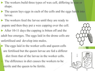  The workers build three types of wax cell, differing in size or
shape.
 The queen lays eggs in each of the cells and the eggs hatch into
larvae.
 The workers feed the larvae until they are ready to
pupate and then they put a wax capping over the cell.
 After 10-11 days the capping is bitten off and the
adult bee emerges. The eggs laid in the drone cells are
unfertilised and develop into males.
 The eggs laid in the worker cells and queen cells
are fertilised but the queen larvae are fed a different
diet from that of the larvae in the worker cells.
 The difference in diet causes the workers to be
sterile and the queen to be fertile.
 