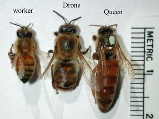 worker
Drone
Queen
 