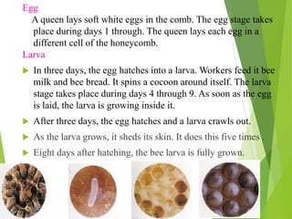 Egg
A queen lays soft white eggs in the comb. The egg stage takes
place during days 1 through. The queen lays each egg in a
different cell of the honeycomb.
Larva
 In three days, the egg hatches into a larva. Workers feed it bee
milk and bee bread. It spins a cocoon around itself. The larva
stage takes place during days 4 through 9. As soon as the egg
is laid, the larva is growing inside it.
 After three days, the egg hatches and a larva crawls out.
 As the larva grows, it sheds its skin. It does this five times .
 Eight days after hatching, the bee larva is fully grown.
 