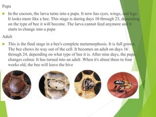 Pupa
 In the cocoon, the larva turns into a pupa. It now has eyes, wings, and legs.
It looks more like a bee. This stage is during days 10 through 23, depending
on the type of bee it will become. The larva cannot feed anymore and it
starts to change into a pupa
Adult
 This is the final stage in a bee's complete metamorphosis. It is full grown.
The bee chews its way out of the cell. It becomes an adult on days 16
through 24, depending on what type of bee it is. After nine days, the pupa
changes colour. It has turned into an adult .When it's about three to four
weeks old, the bee will leave the hive
 