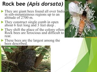 Rock bee (Apis dorsata)
 They are giant bees found all over India
in sub-mountainous regions up to an
altitude of 2700 m.
 They construct single comb in open
about 6 feet long and 3 feet deep .
 They shift the place of the colony often.
Rock bees are ferocious and difficult to
rear.
 These bees are the largest among the
bees described.
 