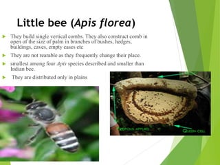 Little bee (Apis florea)
 They build single vertical combs. They also construct comb in
open of the size of palm in branches of bushes, hedges,
buildings, caves, empty cases etc
 They are not rearable as they frequently change their place.
 smallest among four Apis species described and smaller than
Indian bee.
 They are distributed only in plains
 