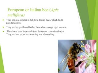 European or Italian bee (Apis
mellifera)
 They are also similar in habits to Indian bees, which build
parallel combs.
 They are bigger than all other honeybees except Apis dorsata.
 They have been imported from European countries (Italy).
They are less prone to swarming and absconding.
 