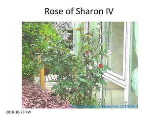 Rose of Sharon IV 2010-10-23 RW 