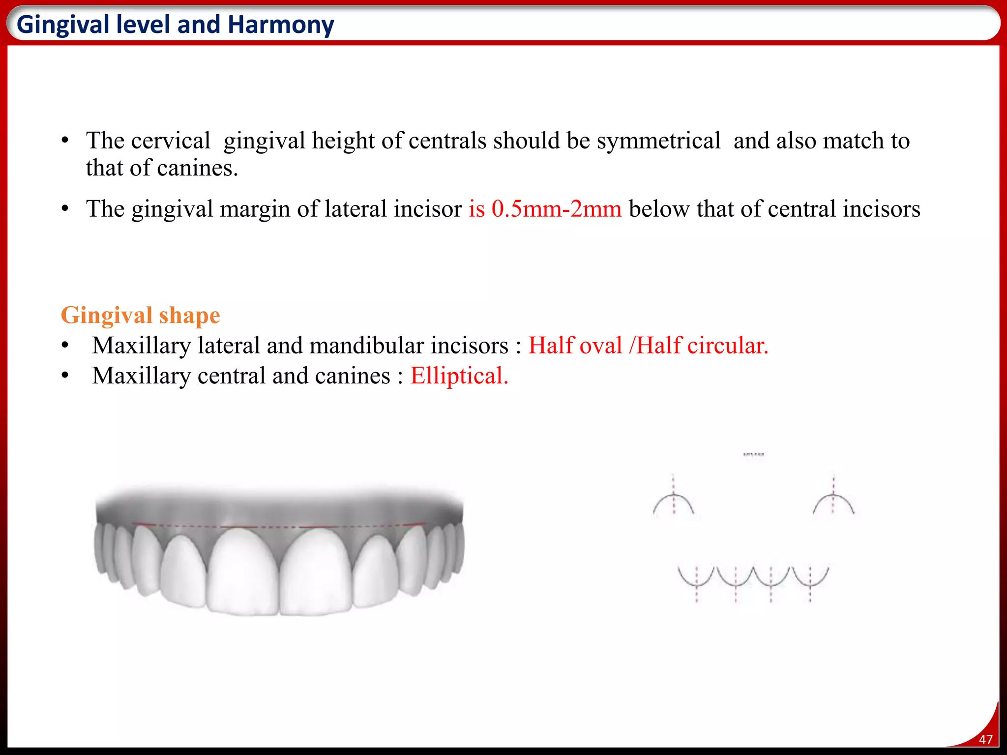47
Gingival level and Harmony
• The cervical gingival height of centrals should be symmetrical and also match to
that of canines.
• The gingival margin of lateral incisor is 0.5mm-2mm below that of central incisors
Gingival shape
• Maxillary lateral and mandibular incisors : Half oval /Half circular.
• Maxillary central and canines : Elliptical.
 