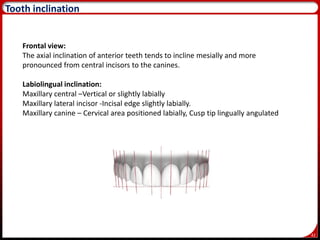 42
Tooth inclination
Frontal view:
The axial inclination of anterior teeth tends to incline mesially and more
pronounced from central incisors to the canines.
Labiolingual inclination:
Maxillary central –Vertical or slightly labially
Maxillary lateral incisor -Incisal edge slightly labially.
Maxillary canine – Cervical area positioned labially, Cusp tip lingually angulated
 