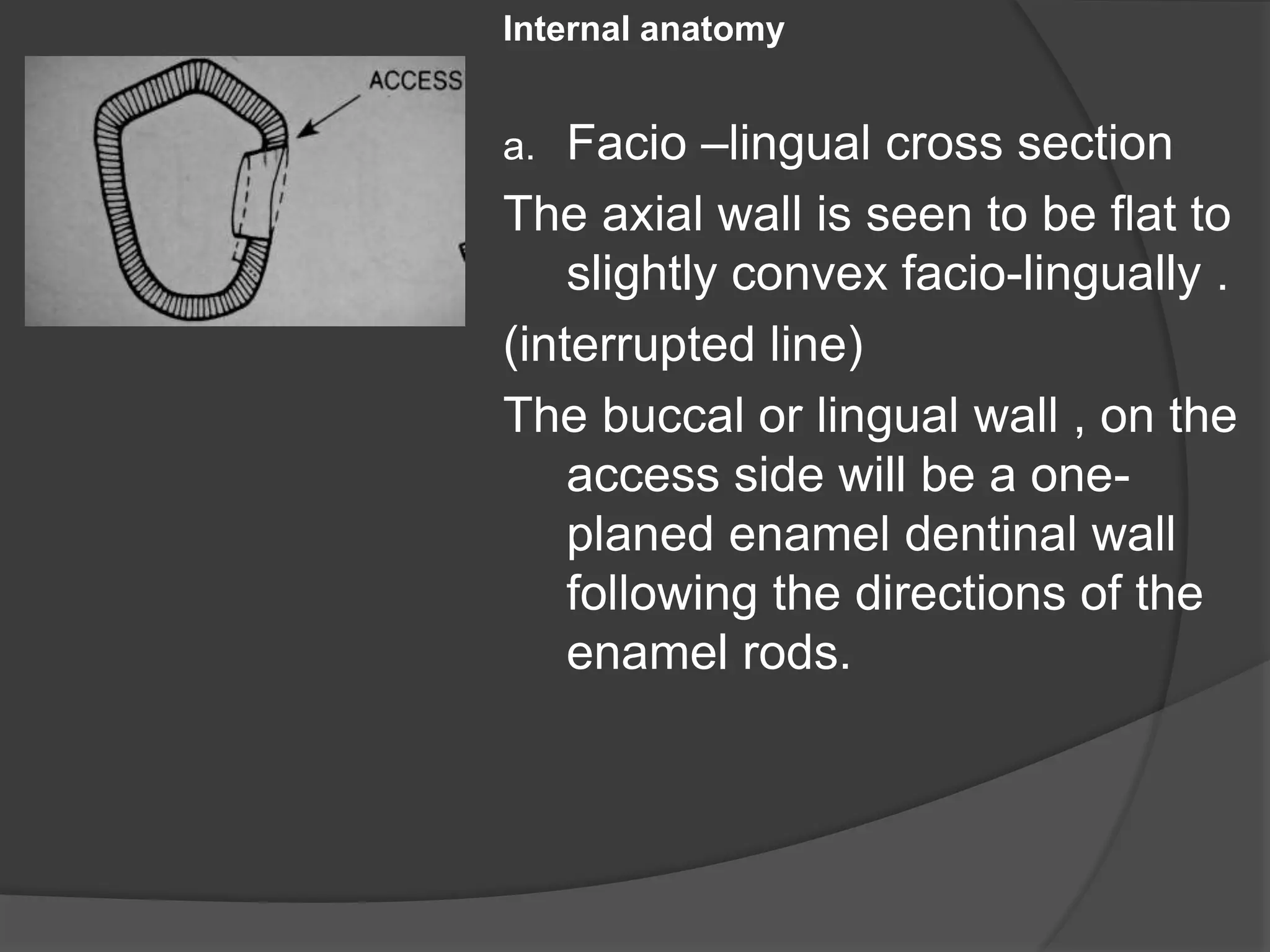 Internal anatomy 
a. Facio –lingual cross section 
The axial wall is seen to be flat to 
slightly convex facio-lingually . 
(interrupted line) 
The buccal or lingual wall , on the 
access side will be a one-planed 
enamel dentinal wall 
following the directions of the 
enamel rods. 
 