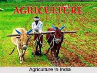 agriculture
 