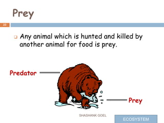 Prey
 Any animal which is hunted and killed by
another animal for food is prey.
Predator
Prey
23
SHASHANK GOEL
ECOSYSTEM
 