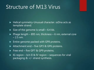 M13 and Mu Virus Structure and Life Cycle
