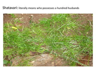 Shatavari: literally means who possesses a hundred husbands
 