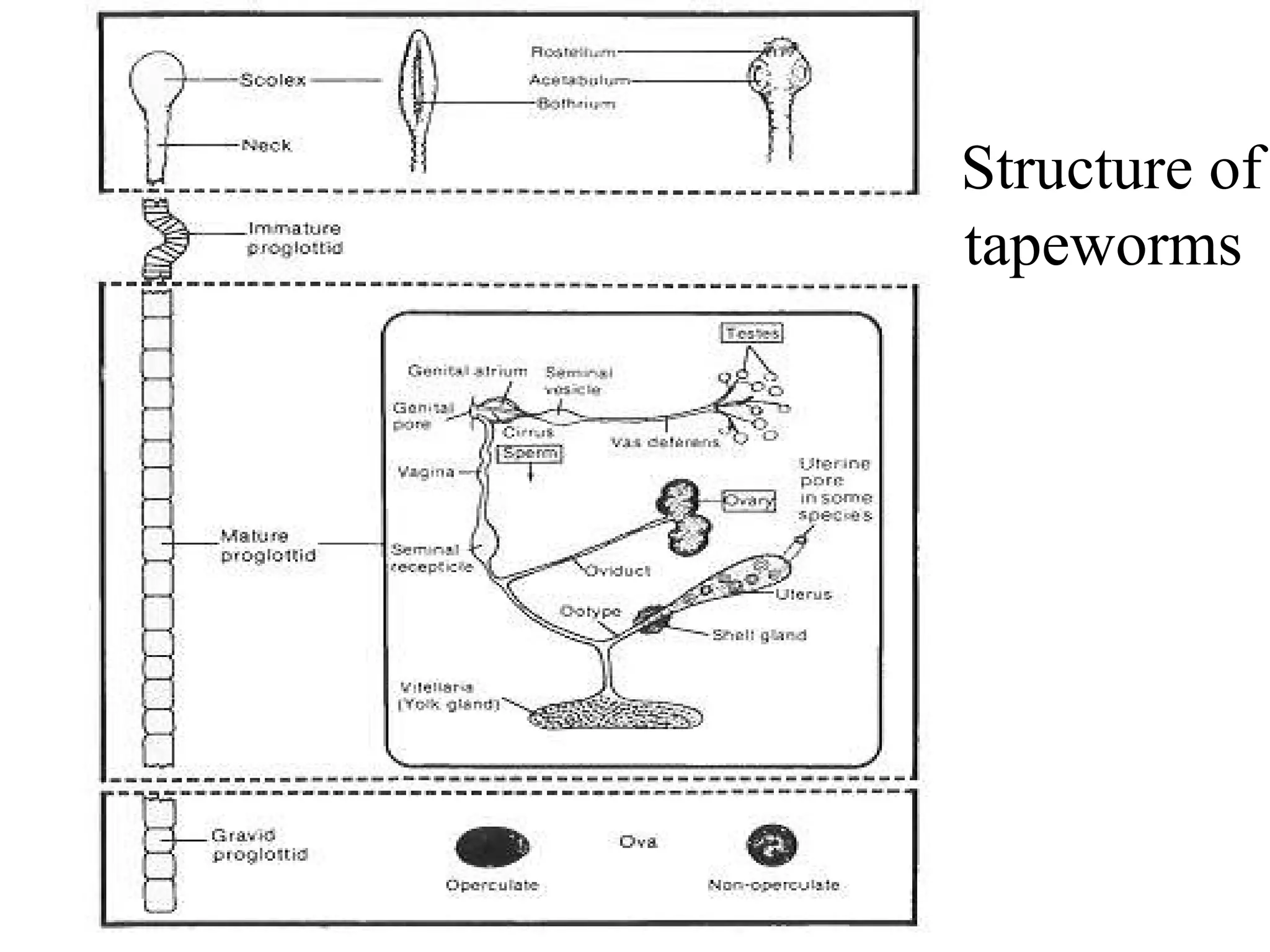 Structure of
tapeworms• Structure of tapeworms
 