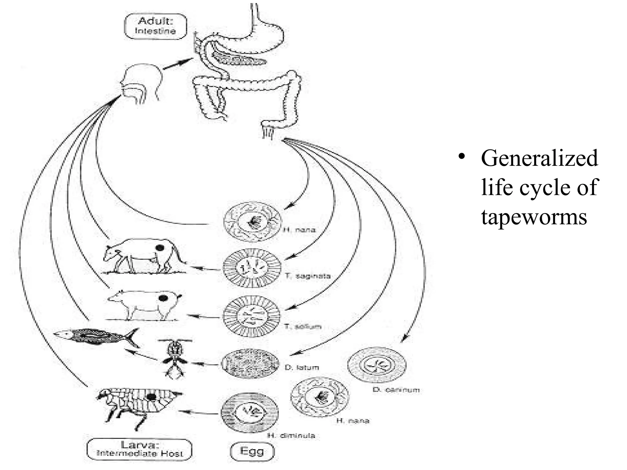 • Generalized
life cycle of
tapeworms
 