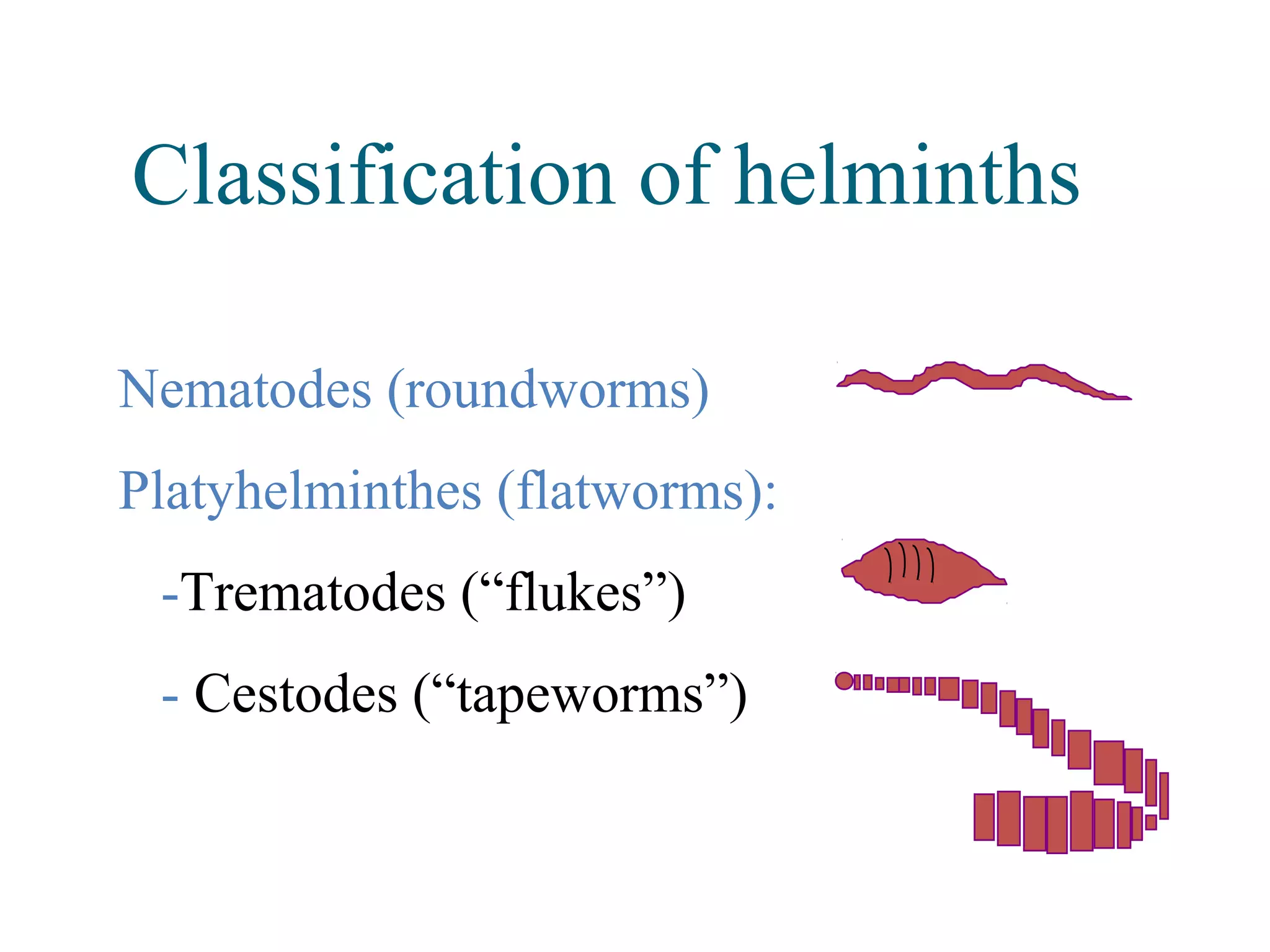 Nematodes (roundworms)
Platyhelminthes (flatworms):
-Trematodes (“flukes”)
- Cestodes (“tapeworms”)
Classification of helminths
 