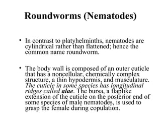 Roundworms (Nematodes)
• In contrast to platyhelminths, nematodes are
cylindrical rather than flattened; hence the
common name roundworm.
• The body wall is composed of an outer cuticle
that has a noncellular, chemically complex
structure, a thin hypodermis, and musculature.
The cuticle in some species has longitudinal
ridges called alae. The bursa, a flaplike
extension of the cuticle on the posterior end of
some species of male nematodes, is used to
grasp the female during copulation.
 