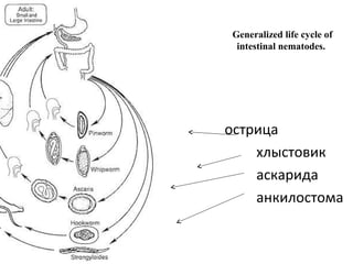 Generalized life cycle of
intestinal nematodes.
•
• острица
• хлыстовик
• аскарида
• анкилостома
•
 