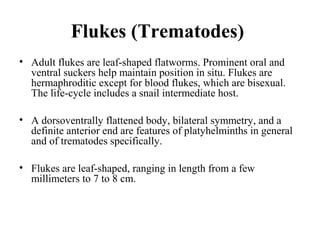 Flukes (Trematodes)
• Adult flukes are leaf-shaped flatworms. Prominent oral and
ventral suckers help maintain position in situ. Flukes are
hermaphroditic except for blood flukes, which are bisexual.
The life-cycle includes a snail intermediate host.
• A dorsoventrally flattened body, bilateral symmetry, and a
definite anterior end are features of platyhelminths in general
and of trematodes specifically.
• Flukes are leaf-shaped, ranging in length from a few
millimeters to 7 to 8 cm.
 