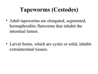 Tapeworms (Cestodes)
• Adult tapeworms are elongated, segmented,
hermaphroditic flatworms that inhabit the
intestinal lumen.
• Larval forms, which are cystic or solid, inhabit
extraintestinal tissues.
 