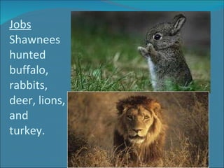 Jobs Shawnees hunted buffalo, rabbits, deer, lions, and turkey. 