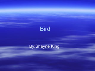 Bird By:Shayne King 