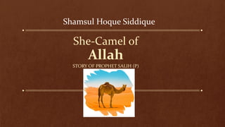 She-Camel of
Allah
STORY OF PROPHET SALIH (P)
Shamsul Hoque Siddique
 