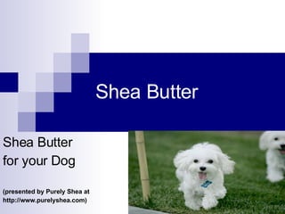 Shea Butter Shea Butter  for your Dog (presented by Purely Shea at http://www.purelyshea.com) 