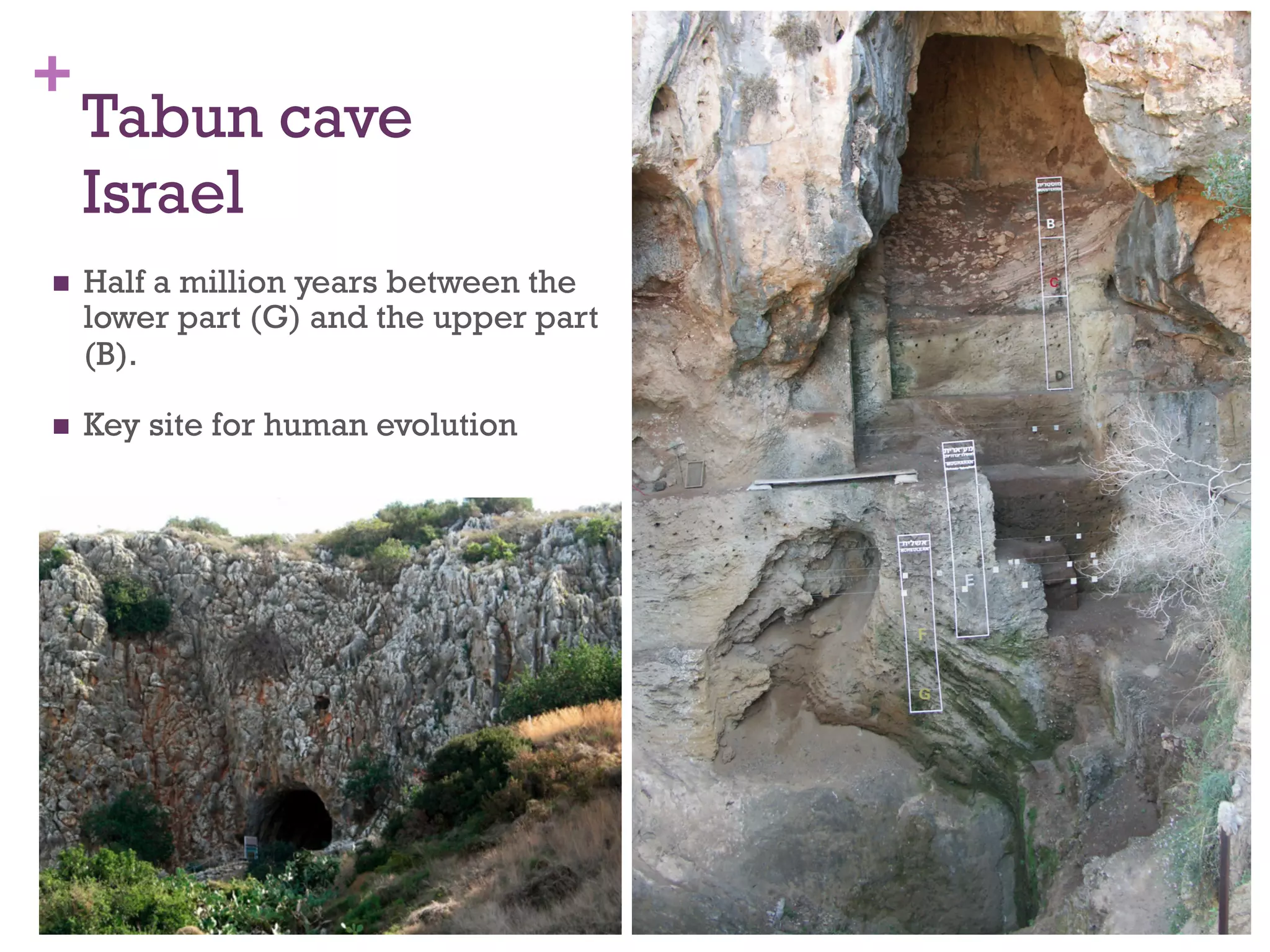 + 
Tabun cave 
Israel 
n Half a million years between the 
lower part (G) and the upper part 
(B). 
n Key site for human evolution 
 