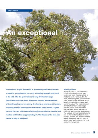 expertise 
An exceptional tree 
The shea tree is quite remarkable. It is extremely difficult to cultivate – 
unusual for a crop-bearing tree – and is therefore generally only found 
in the wild. After the germination and early development stage 
(which takes up to five years), it becomes fire- and termite-resistant, 
and continues to grow very slowly, developing an extensive root system. 
Flowering and fruit-bearing don’t start until the tree is around 15 years 
old, and there are often cases where maximum productive capacity isn’t 
reached until the tree is approximately 50. The lifespan of the shea tree 
can be as long as 300 years! 
Nothing wasted 
Almost all parts of the shea tree – 
including the leaves, roots, sap, 
cortex and bark – have practical or 
medicinal uses. However, it is the 
small, brownish-green, plum-shaped 
fruits, about 4cm in diameter, which 
have the greatest importance and 
economic value. The mature kernel 
of this fruit contains on average 
50% fat which, when extracted, 
is edible and can also be used in 
medicinal and cosmetic applications. 
The product of the shea tree kernel is 
one of the most important oil crops 
in Africa, and for that reason, the tree 
enjoys legal protection in a number 
of countries, and protection by local 
custom in many more. 
Shea Matters - October 2011 5 
 