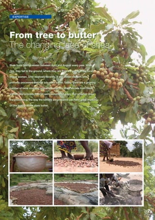 Shea Matters - October 2011 7 
expertise 
From tree to butter 
The changing face of shea 
Shea fruits are harvested between April and August every year. When 
ripe, they fall to the ground, where they are they are gathered by local 
village women. Until relatively recently, it was these villagers who 
primarily processed the fruit into shea butter. Today, there are a growing 
number of local crushing operations that buy shea kernels from these 
women and process them in semi-automated ways. But whoever does 
the processing, the way the kernels are prepared can have great impact 
on the quality of the shea butter. 
 