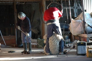 Shearing1