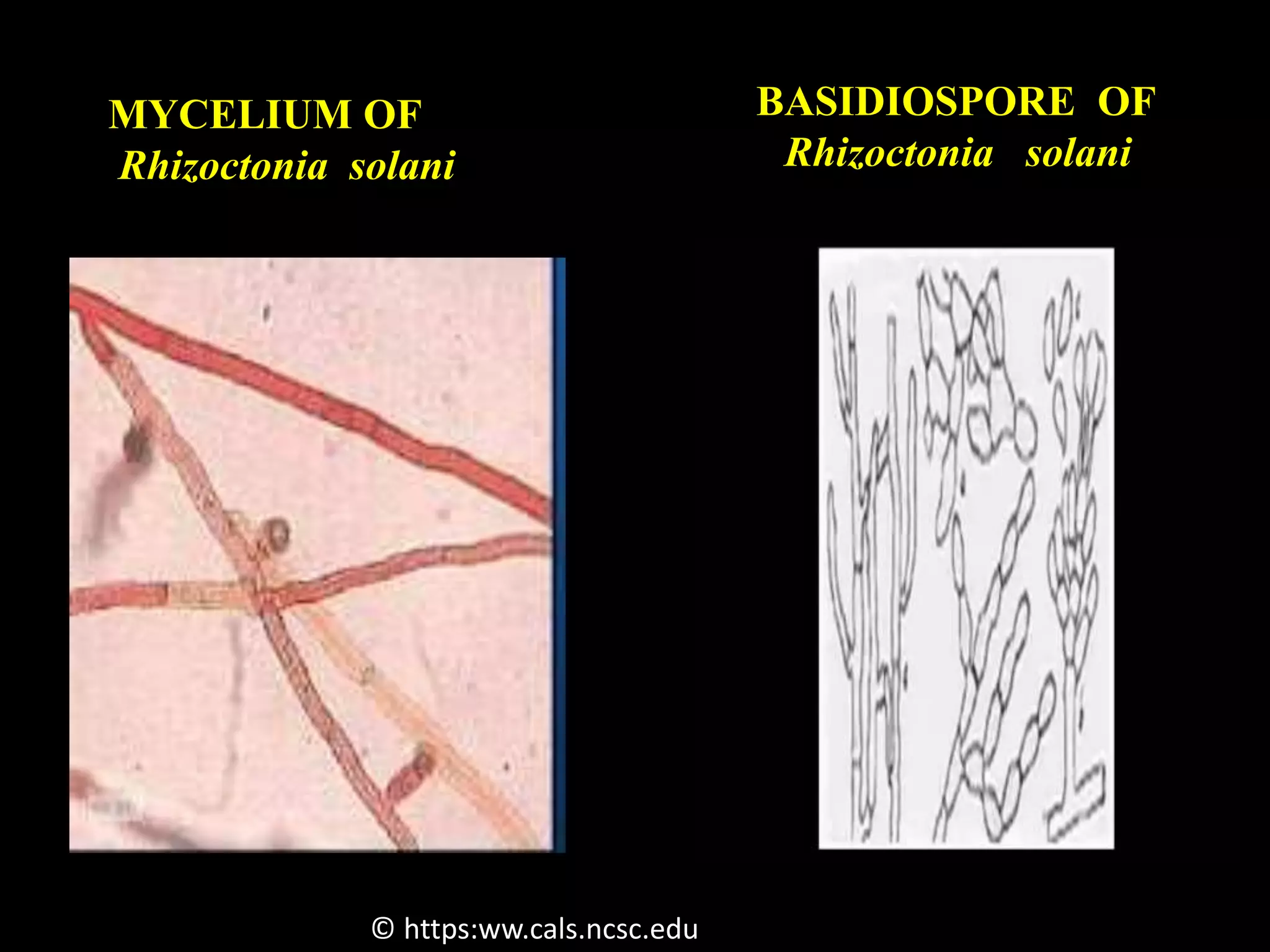 Sheath blight of rice | PPTX