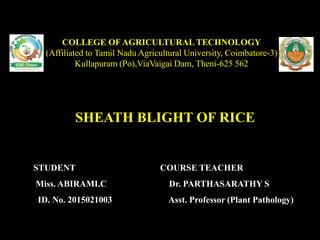 SHEATH BLIGHT OF RICE
COLLEGE OF AGRICULTURAL TECHNOLOGY
(Affiliated to Tamil Nadu Agricultural University, Coimbatore-3)
Kullapuram (Po),ViaVaigai Dam, Theni-625 562
STUDENT
Miss. ABIRAMI.C
ID. No. 2015021003
COURSE TEACHER
Dr. PARTHASARATHY S
Asst. Professor (Plant Pathology)
 